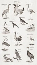 Different Types of Birds